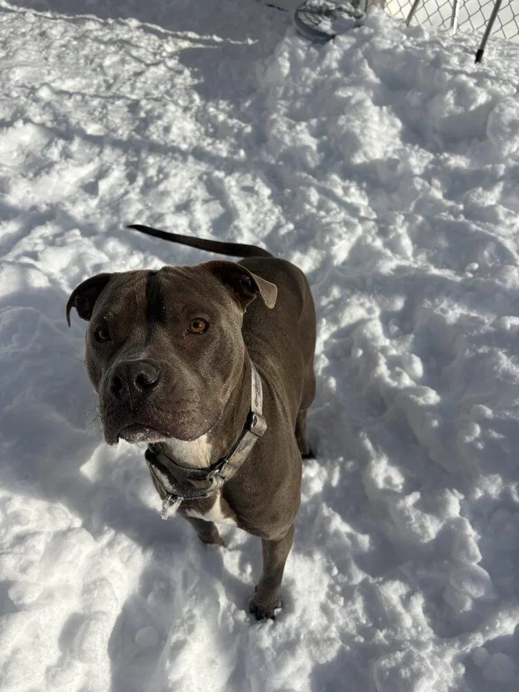 Cassius
