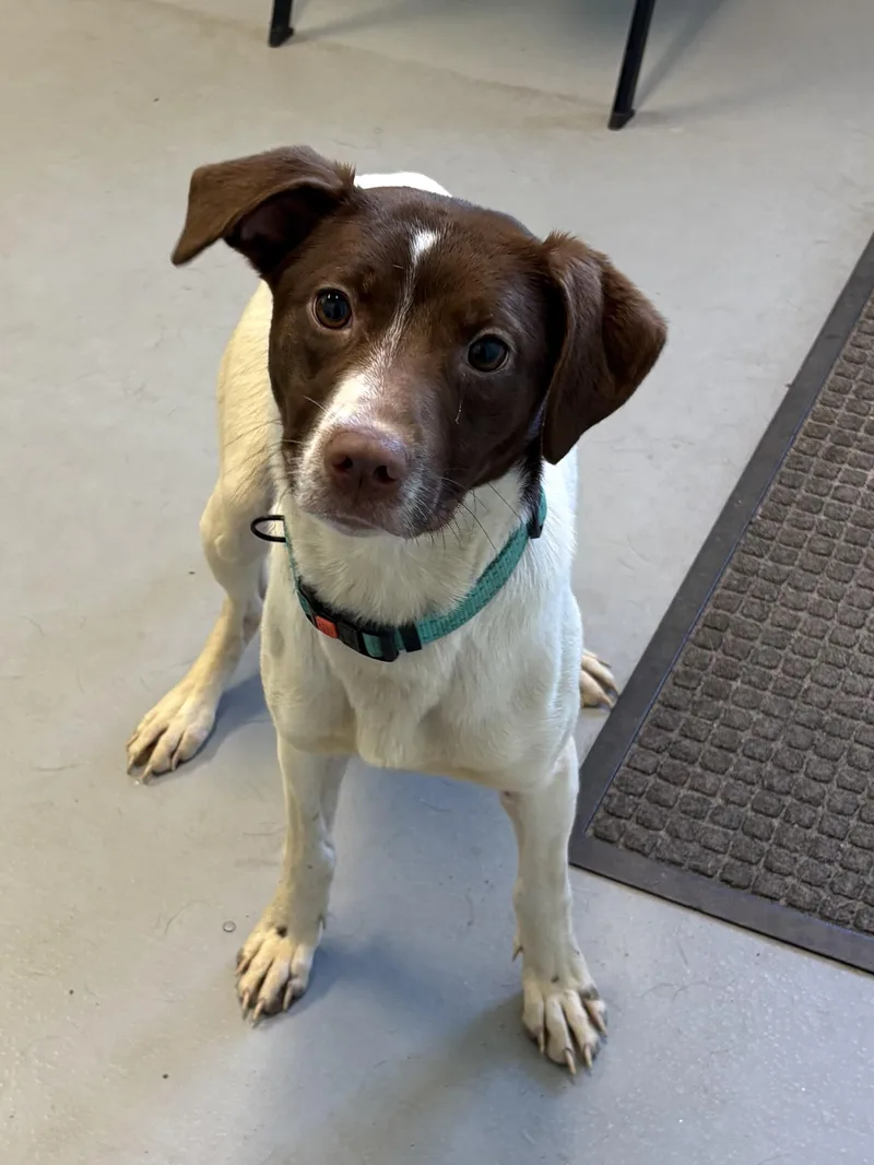 A baby medium-sized female Mixed Breed dog named Petra for adoption in Big Rapids, MI