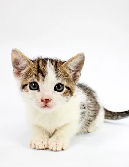 A baby small-sized female Domestic Short Hair cat named Frost for adoption in Morton Grove, IL