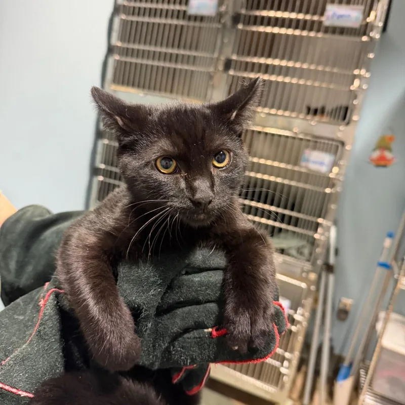 A baby small-sized male Black Domestic Short Hair cat named Salami for adoption in Chattanooga, TN
