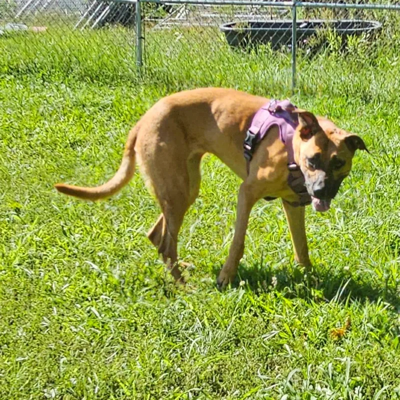 An adult large-sized female Mixed Breed dog named Abby for adoption in Middletown, NY