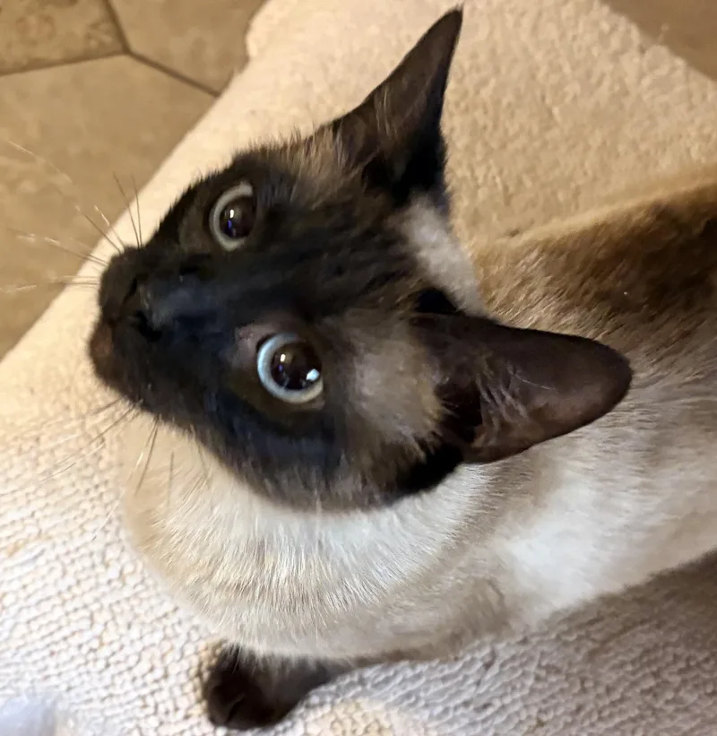 An adult medium-sized female Seal Point Siamese cat named Roma for adoption in Hayward, CA
