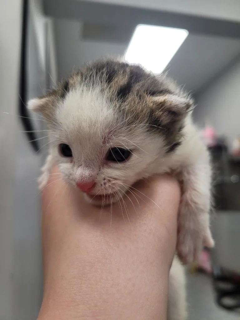 A baby small-sized male Domestic Short Hair cat named Prince for adoption in Angola, IN