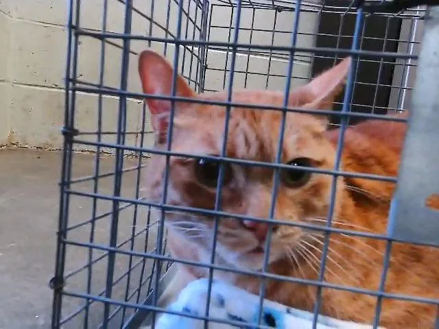 An adult large-sized female Domestic Short Hair cat named Dana for adoption in Tulsa, OK
