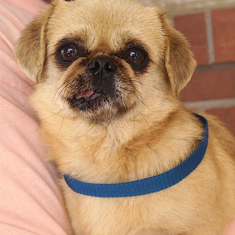 An adult small-sized male Golden Pug dog named Cuddle Bug for adoption in Carrollton, TX