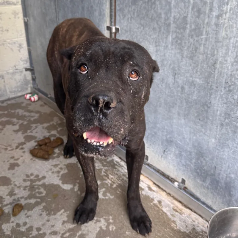 An adult large-sized male Brindle Mixed Breed dog named Earl for adoption in Columbiana, AL