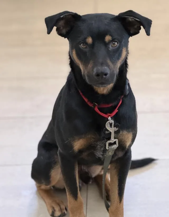 An adult medium-sized male Doberman Pinscher dog named Morgan for adoption in Santa Barbara, CA