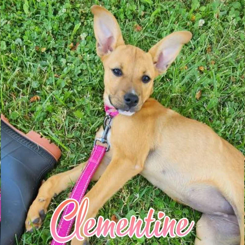 A baby large-sized female Boxer dog named Clementine for adoption in Hillsboro, OH