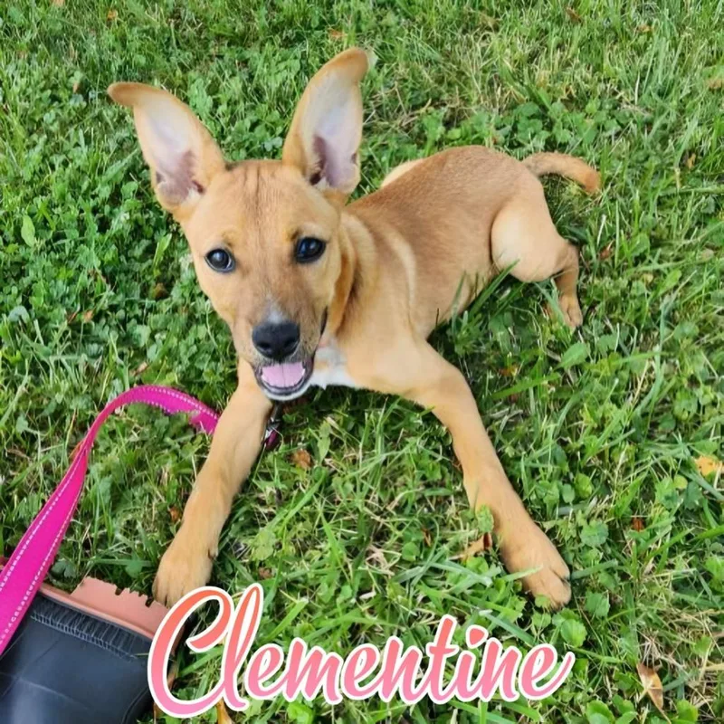 Clementine thumbnail 2