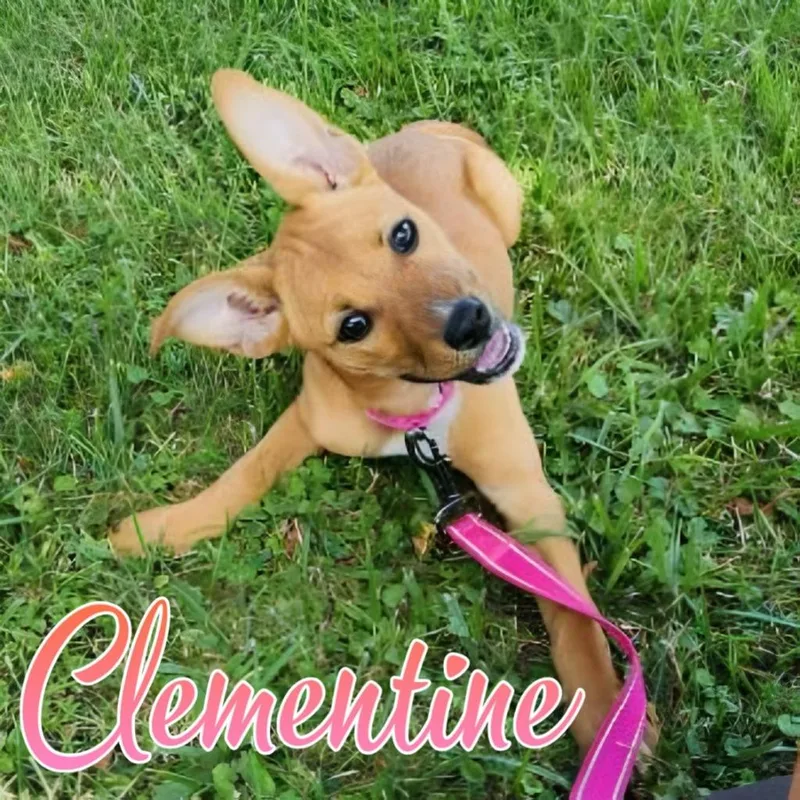 Clementine thumbnail 3