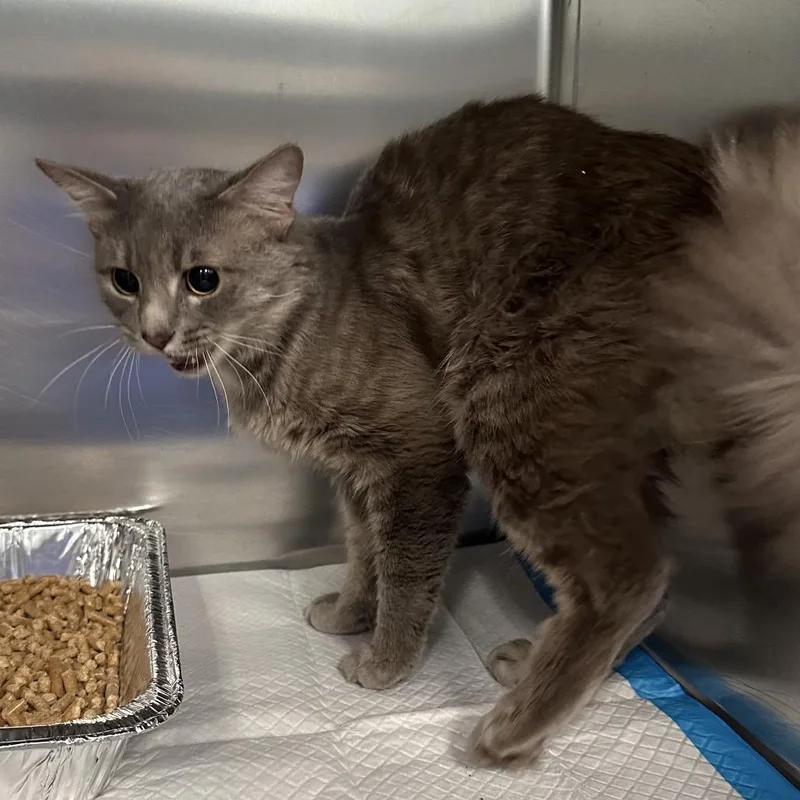An adult medium-sized male Gray / Blue / Silver Domestic Medium Hair cat named Mooncloud for adoption in Greensboro, NC