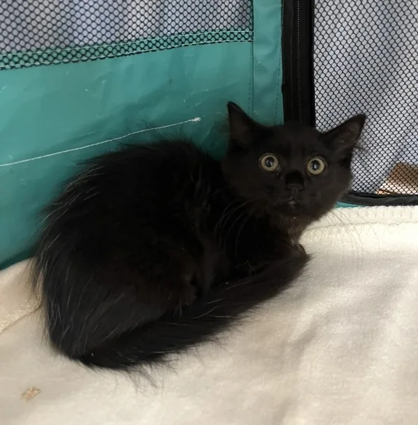 A young medium-sized female Domestic Medium Hair cat named Claire for adoption in Kingston, NY