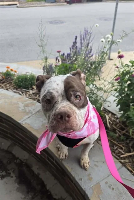 A young medium-sized female Pit Bull Terrier dog named Sam Sparks for adoption in Peoria, IL