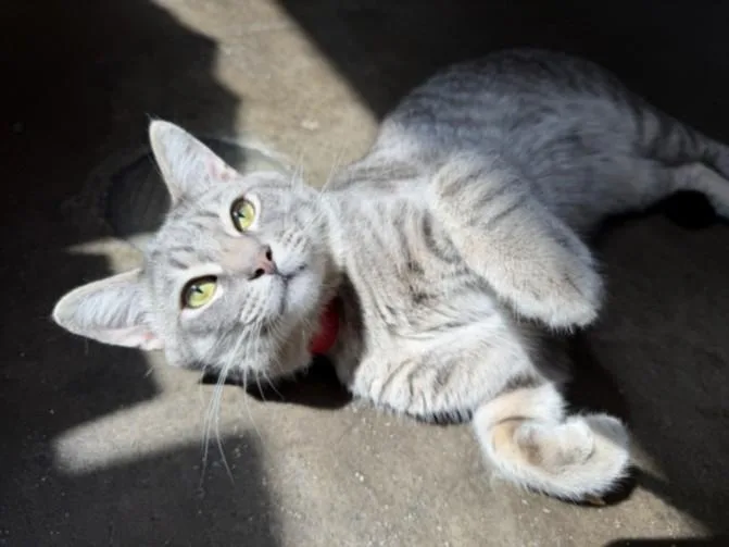 A young medium-sized male Domestic Short Hair cat named Tako for adoption in San Pedro, CA