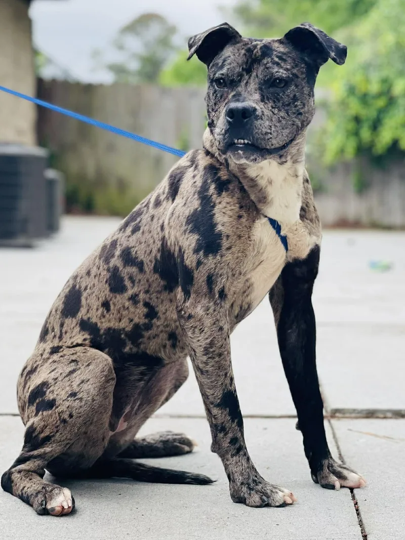 An adult medium-sized female Harlequin Catahoula Leopard Dog dog named Ac "indigo" for adoption in Conyers, GA