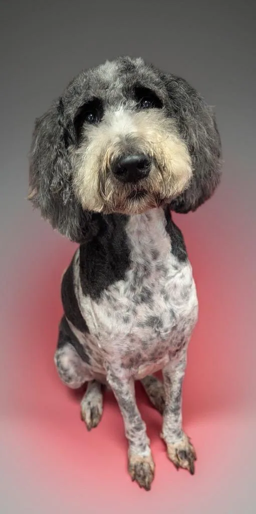 An adult medium-sized female Poodle dog named RileySweet yo Std Poodle for adoption in Fort Myers, FL