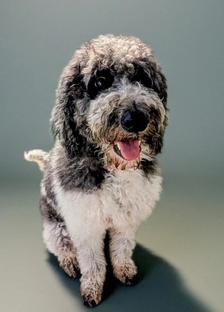 RileySweet yo Std Poodle thumbnail 2