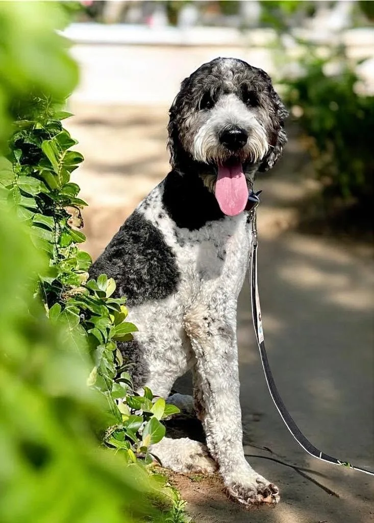 RileySweet yo Std Poodle thumbnail 3