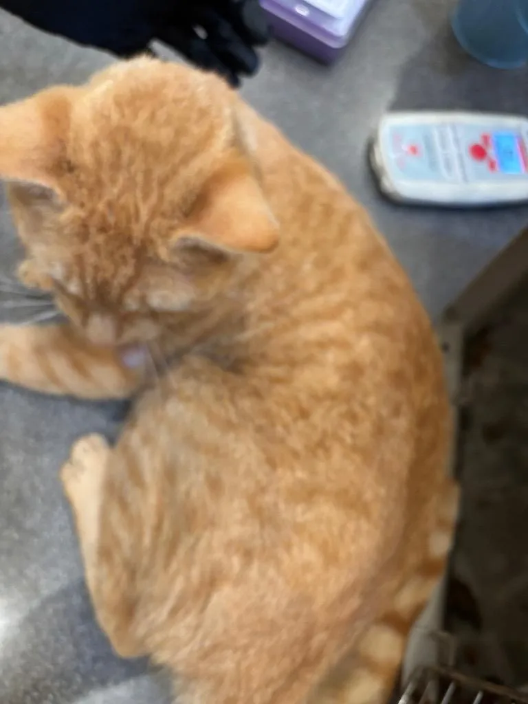 An adult medium-sized male Domestic Short Hair cat named Topsyturvy for adoption in Douglasville, GA