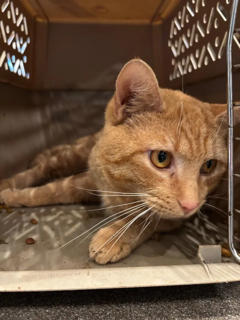 Topsyturvy thumbnail 2