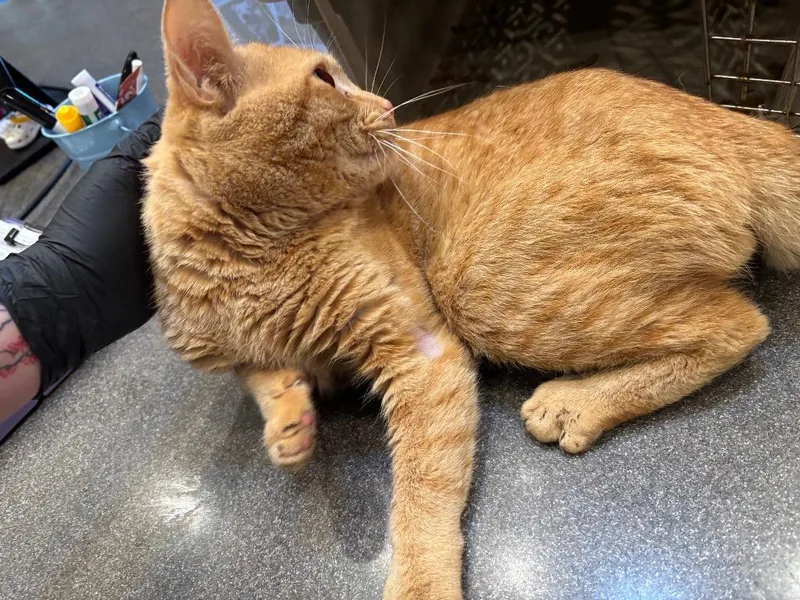 Topsyturvy thumbnail 3