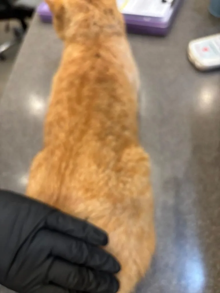 Topsyturvy thumbnail 4