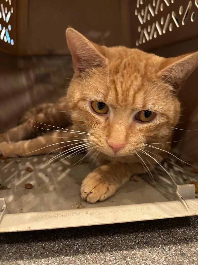 Topsyturvy thumbnail 5