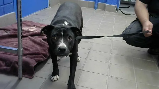 A young medium-sized female Pit Bull Terrier dog named Tracie for adoption in Albuquerque, NM