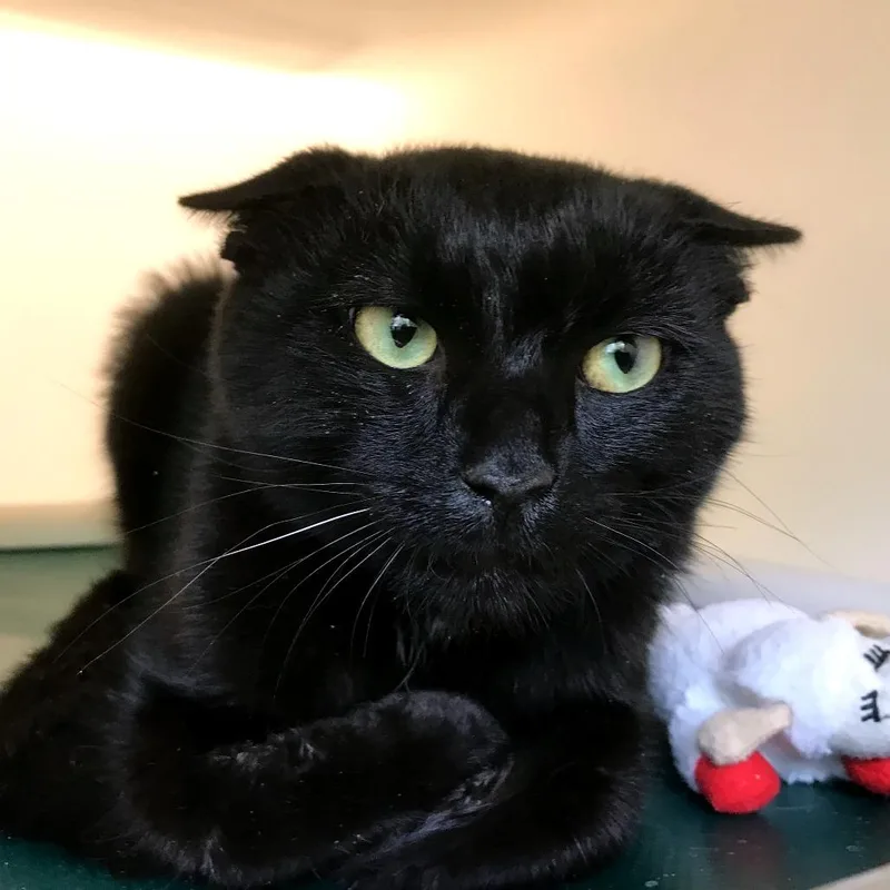 A young medium-sized male Black Domestic Short Hair cat named Pepper Pot for adoption in Harrisonburg, VA