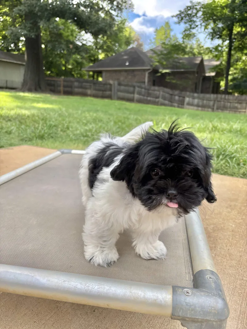 A baby small-sized female Shih Tzu dog named Savannah for adoption in Southaven, MS