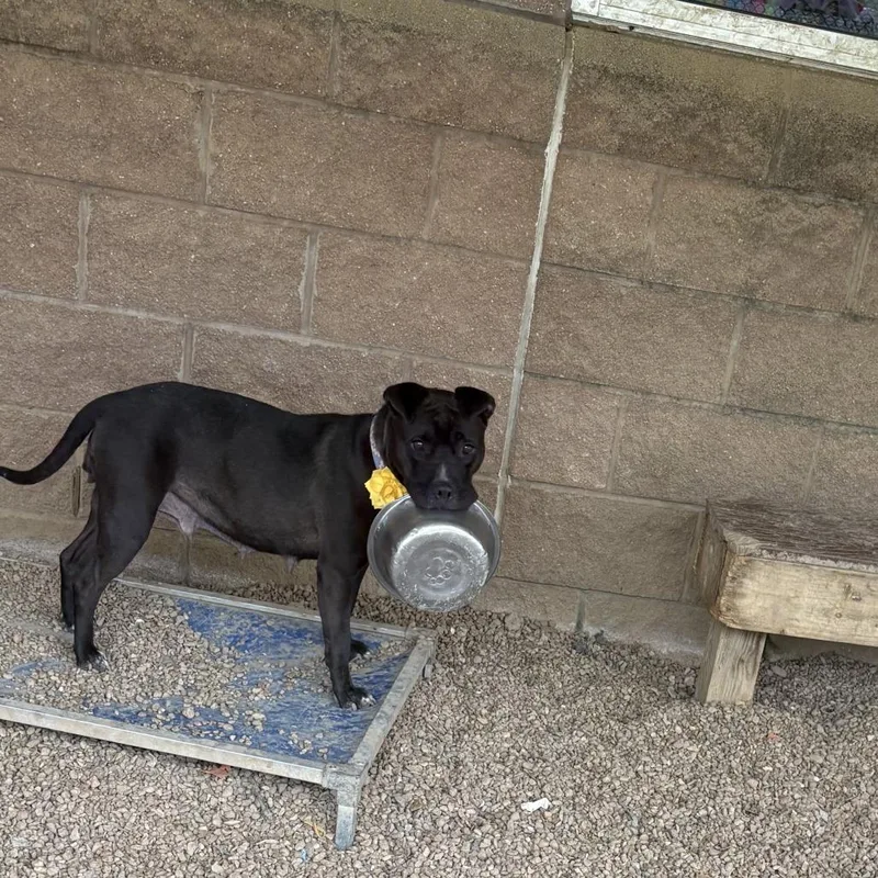 An adult medium-sized female Black Mixed Breed dog named Cookie for adoption in Chattanooga, TN
