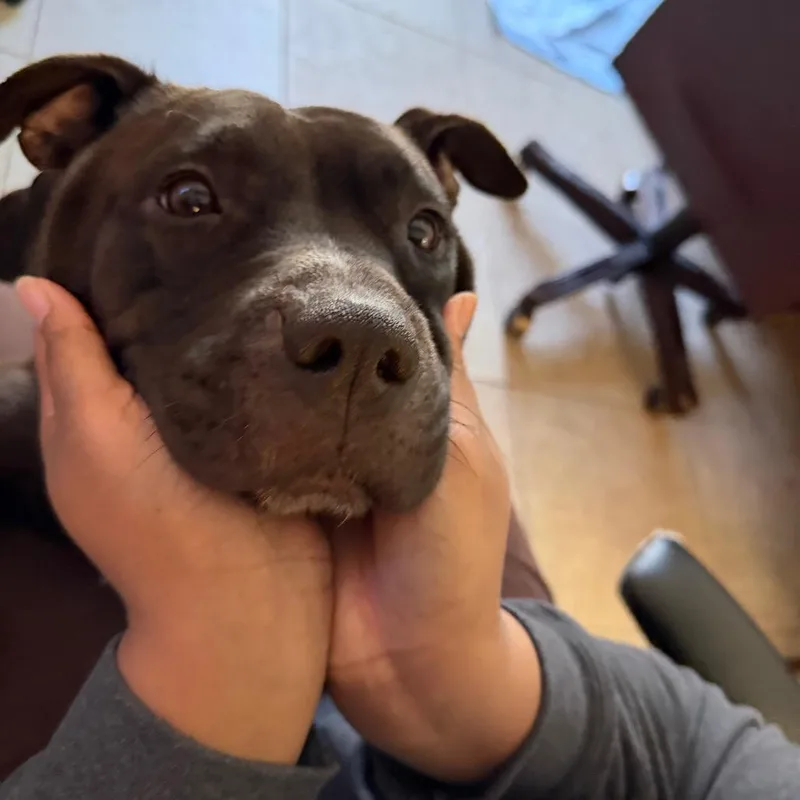 Cookie thumbnail 3