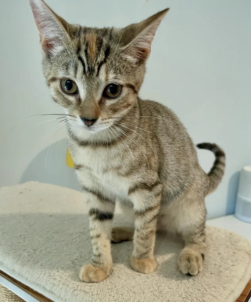 A baby small-sized female Domestic Short Hair cat named Malelani for adoption in Philadelphia, PA