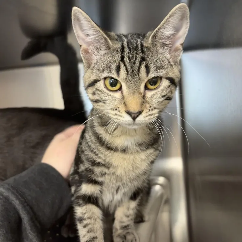 A baby small-sized female Brown / Chocolate Domestic Short Hair cat named Lavern for adoption in Newark, DE