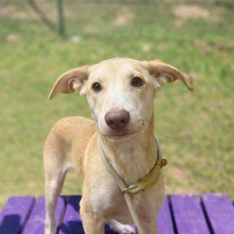 A baby medium-sized male Shepherd dog named Max for adoption in Douglasville, GA