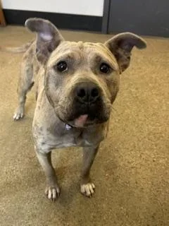 A young medium-sized female Yellow / Tan / Blond / Fawn Pit Bull Terrier dog named Emmy for adoption in Cleveland, OH