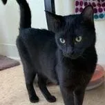 An adult medium-sized male Black Domestic Short Hair cat named Aidan for adoption in Rushville, IL