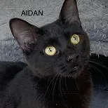 Aidan thumbnail 2