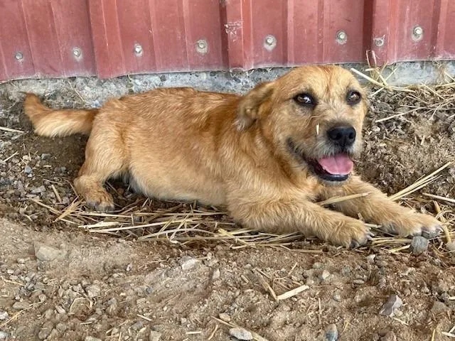 A young small-sized female Terrier dog named Sandy for adoption in Moriarty, NM