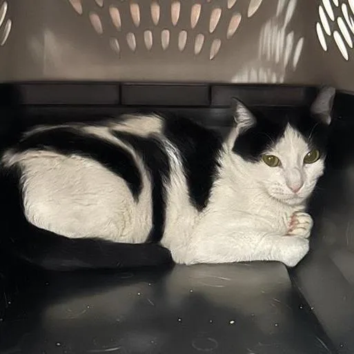 A young medium-sized female Black Domestic Short Hair cat named Pizza for adoption in Salt Lake City, UT