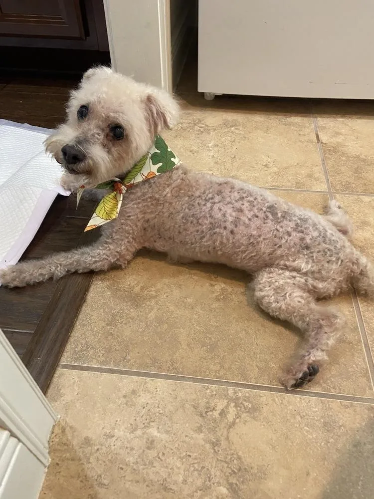 A senior small-sized male Bichon Frise dog named Cotton Ball for adoption in Winter Garden, FL