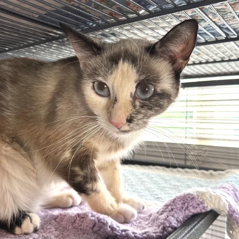 An adult medium-sized female Cream / Ivory Siamese cat named Pearl for adoption in Chapel Hill, NC