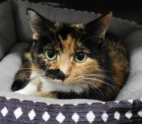 An adult medium-sized female Domestic Short Hair cat named June Bug for adoption in Thief River Falls, MN