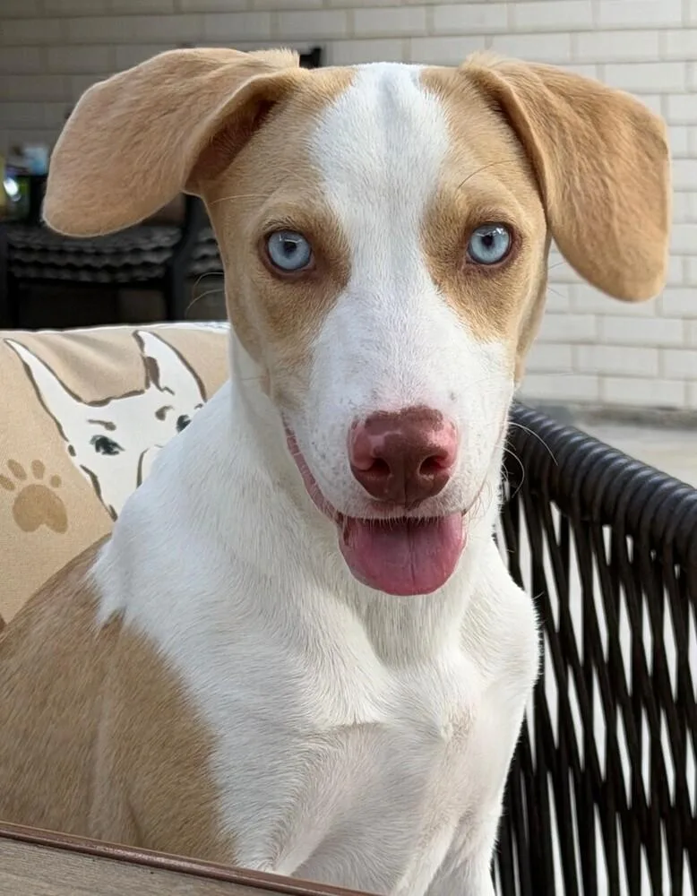 A young medium-sized female White / Cream Labrador Retriever dog named Dolly Dean for adoption in Dallas, TX