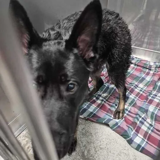 Marker Thief thumbnail 2