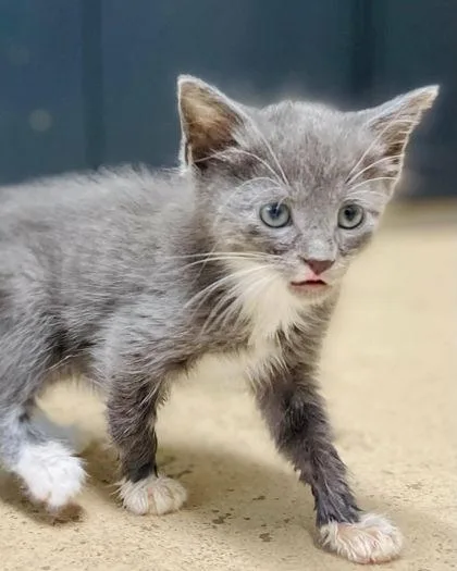 A young small-sized male Domestic Short Hair cat named Cowboy for adoption in River Ridge, LA