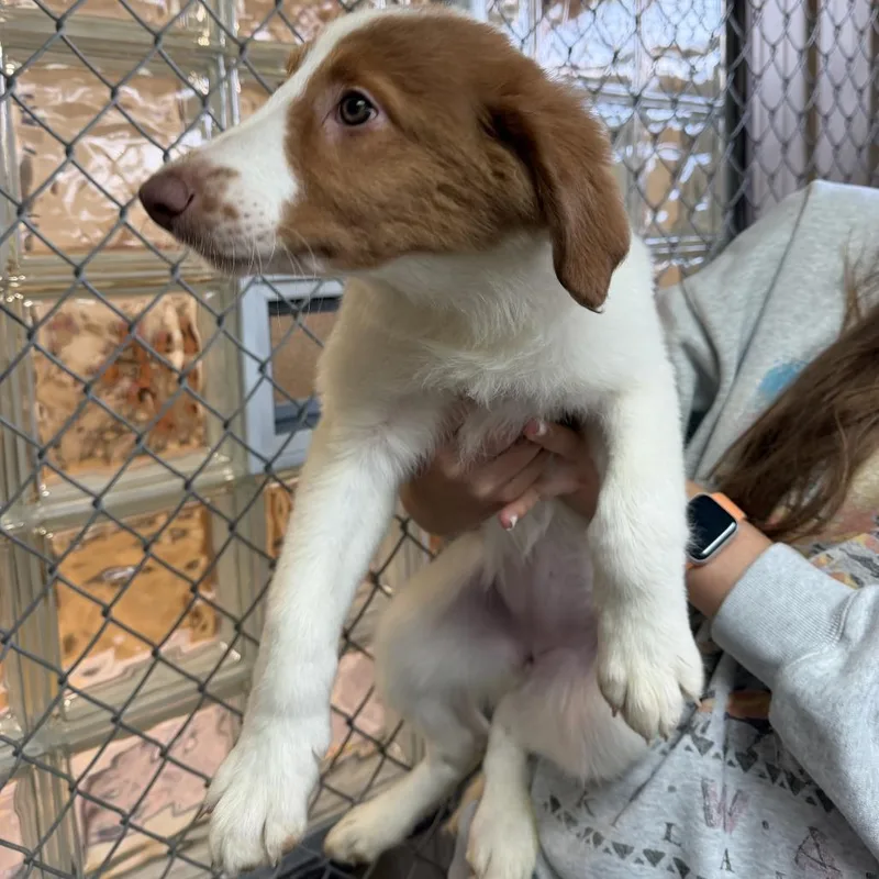 A baby small-sized female White / Cream Australian Shepherd dog named Lottie for adoption in Delaware, OH