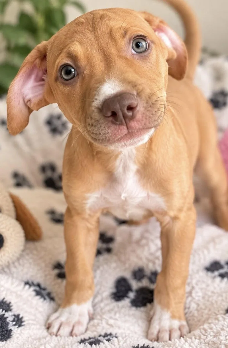 A baby medium-sized female American Bulldog dog named Rebeka for adoption in Margate, FL