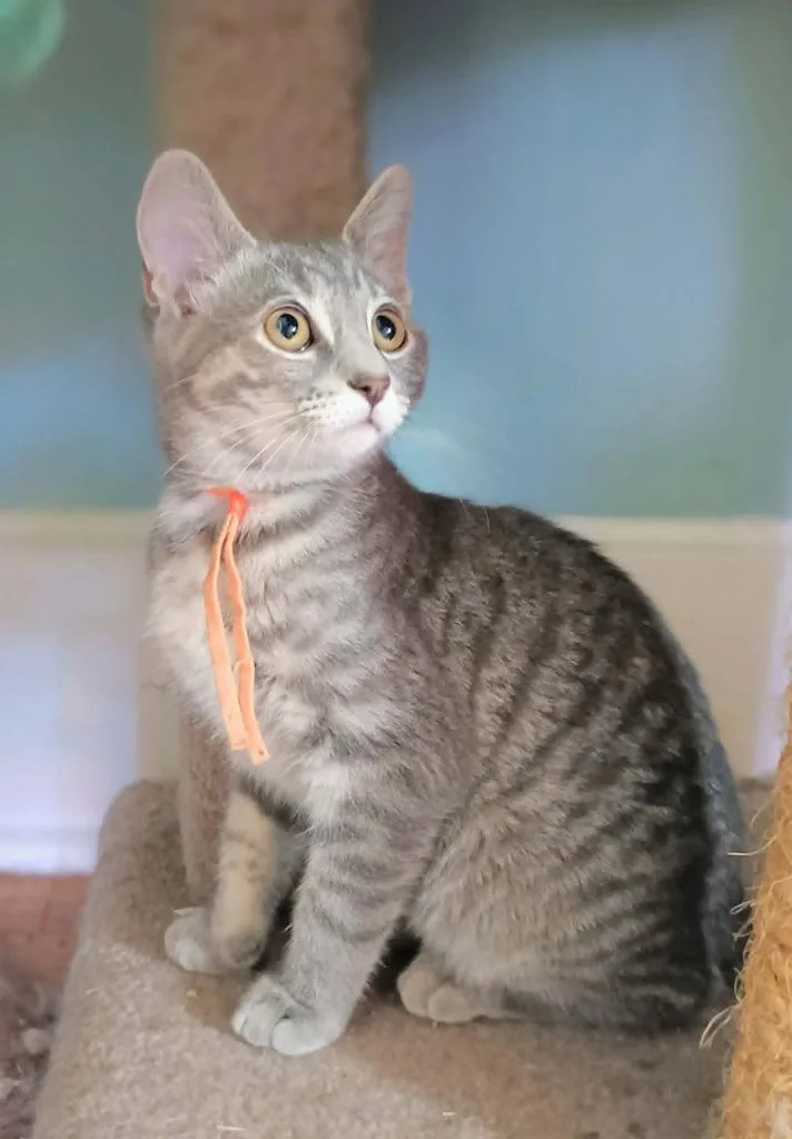 A baby small-sized female Domestic Short Hair cat named Twyx for adoption in Fond Du Lac, WI