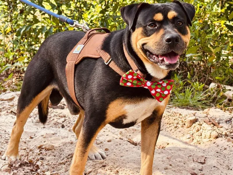 An adult large-sized male Black Rottweiler dog named Benji for adoption in Nahunta, GA